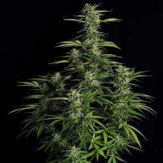 Orion F1 Auto (Royal Queen Seeds) femminizzata