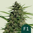 Orion F1 Auto (Royal Queen Seeds) femminizzata