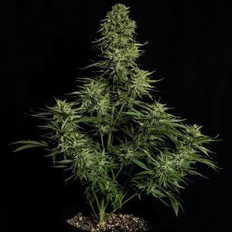 Cosmos F1 CBD Auto (Royal Queen Seeds) femminizzata