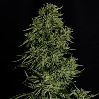Cosmos F1 CBD Auto (Royal Queen Seeds) femminizzata