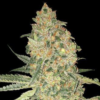 Bruce Banner (Advanced Seeds) femminizzata