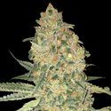 Bruce Banner (Advanced Seeds) femminizzata