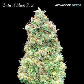 Critical Mass Fast (Advanced Seeds) femminizzata