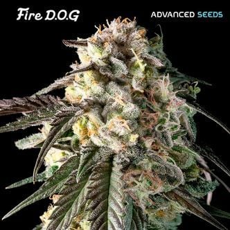 Fire DOG (Advanced Seeds) femminizzata