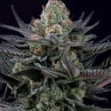 Caramba (Paradise Seeds) femminizzata