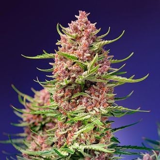 Strawberry Cola Sherbet F1 Fast Version (Sweet Seeds) femminizzata