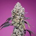 Sweet Mandarine Zkittlez F1 Fast Version (Sweet Seeds) femminizzata