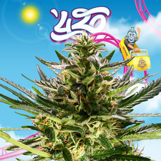 Rollercoaster Haze (Zamnesia Seeds) femminizzata