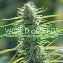 Colombian Gold (World of Seeds) femminizzata