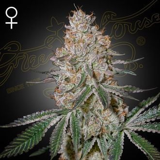 HighCloudZ (Greenhouse Seeds) femminizzata