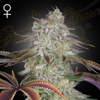 AlienZ (Greenhouse Seeds) femminizzata