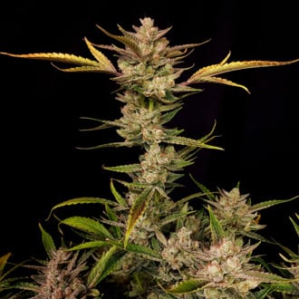 Ztrawberriez Auto (FastBuds) femminizzata