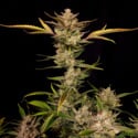 Ztrawberriez Auto (FastBuds) femminizzata