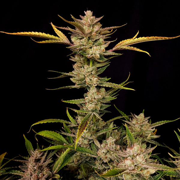 Ztrawberriez Auto (FastBuds) femminizzata