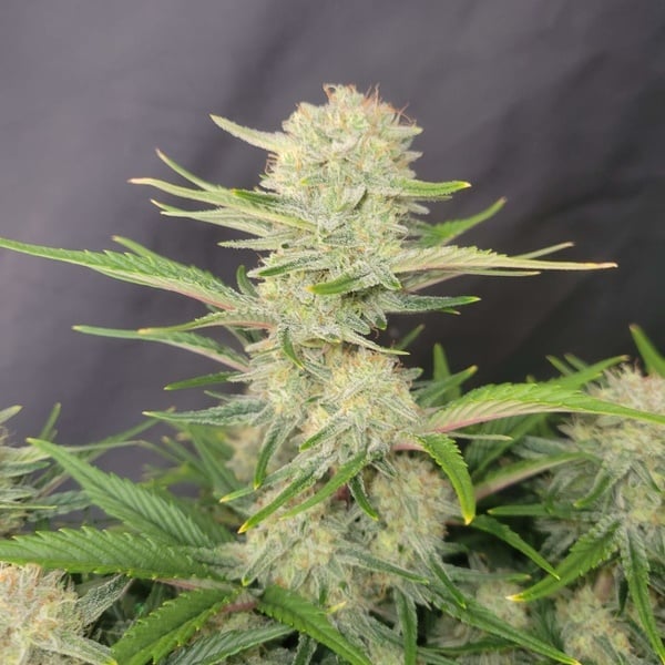 Apricot Auto (FastBuds) femminizzata