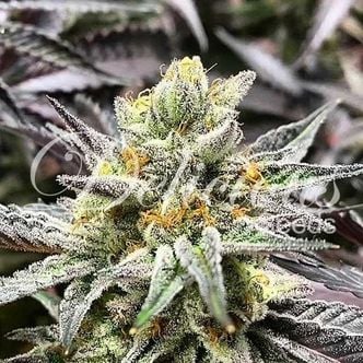 Delicious Cookies (Delicious Seeds) femminizzata