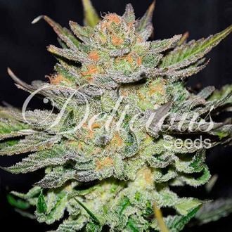 Blue Ace CBD Auto (Delicious Seeds) femminizzata