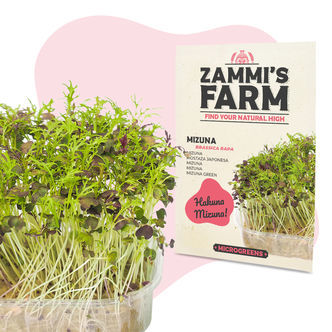 Semi di Mizuna per microgreen (Brassica rapa)