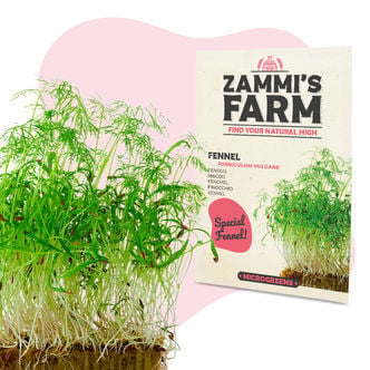 Semi di finocchio per microgreen (Foeniculum vulgare)