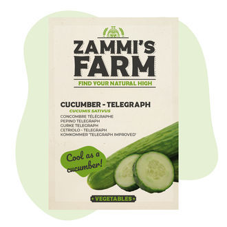 Semi di cetriolo Telegraph (Cucumis sativus)