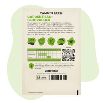 Semi di pisello baccello blu (Pisum sativum)