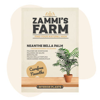 Semi di Palma della Fortuna (Chamaedorea elegans)