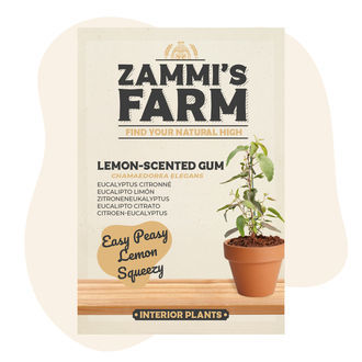 Semi di eucalipto citrato (Eucalyptus citriodora)