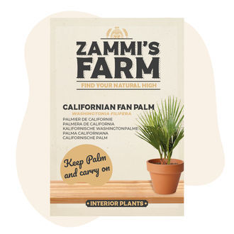 Semi di palma californiana (Washingtonia filifera)