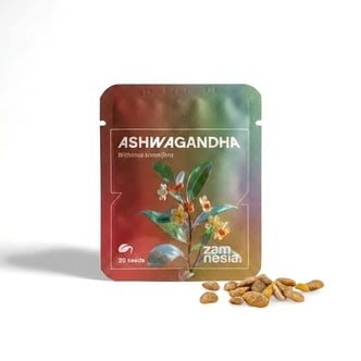 Ashwagandha (Withania somnifera) 20 semi
