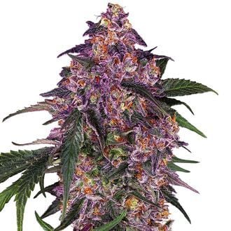 Sensi Purple Kush (Sensi Seeds) femminizzata