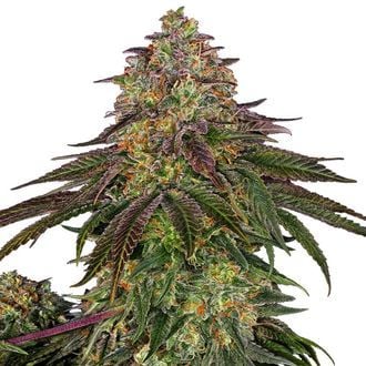 Sweet Cherry Kush (Sensi Seeds) femminizzata