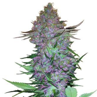 Purple Skunk Automatic (Sensi Seeds) femminizzata