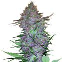 Purple Skunk Automatic (Sensi Seeds) femminizzata