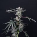 Luxar-Dos (Compound Genetics) femminizzata