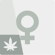 Semi Di Cannabis Femminizzati