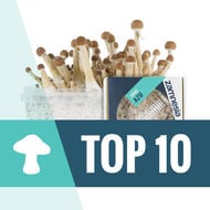Top 10 Funghi Magici