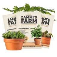 Semi di piante da interno