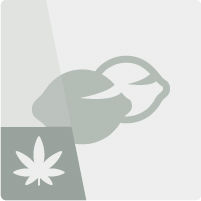 Semi di cannabis regolari