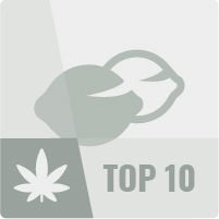 I 10 Migliori Semi Regolari