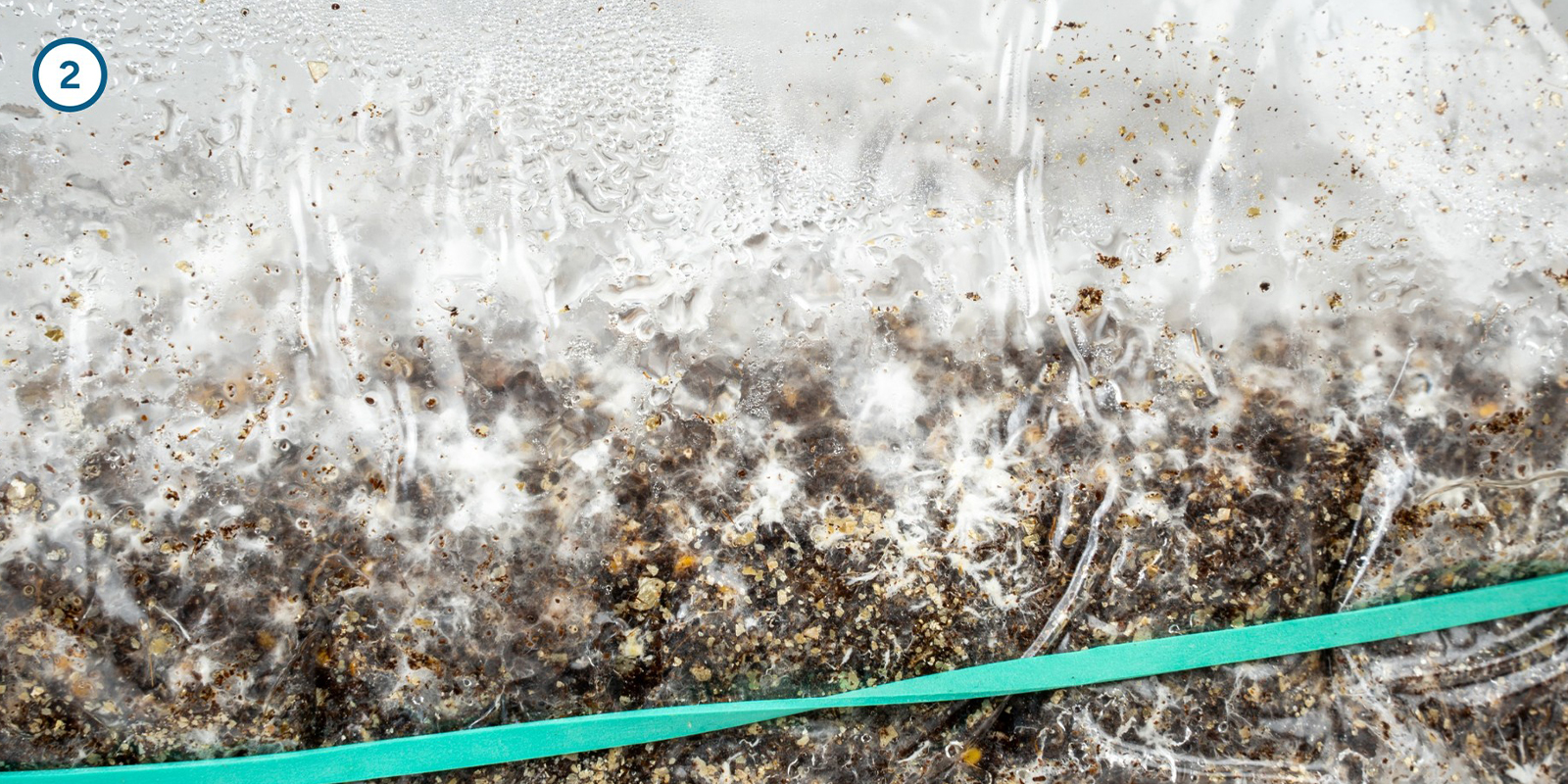 Coltivare il micelio dei funghi magici a casa