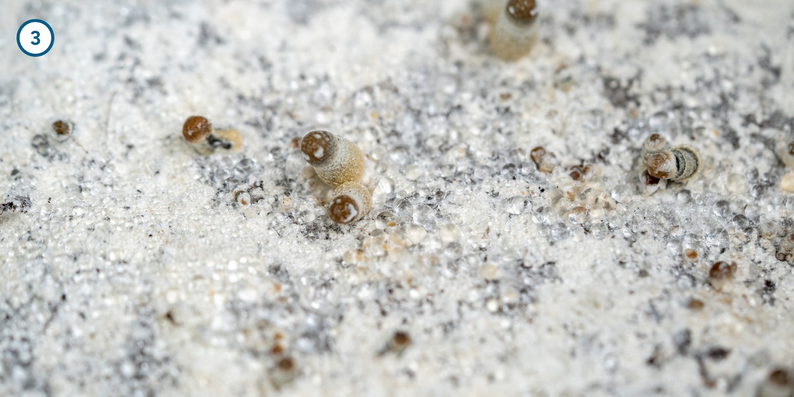 Coltivare il micelio dei funghi magici a casa