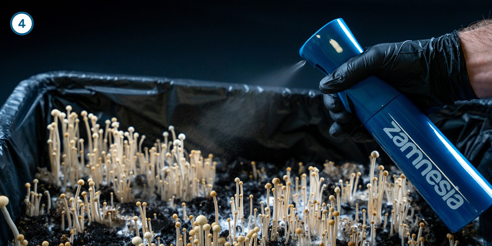 Coltivare il micelio dei funghi magici a casa