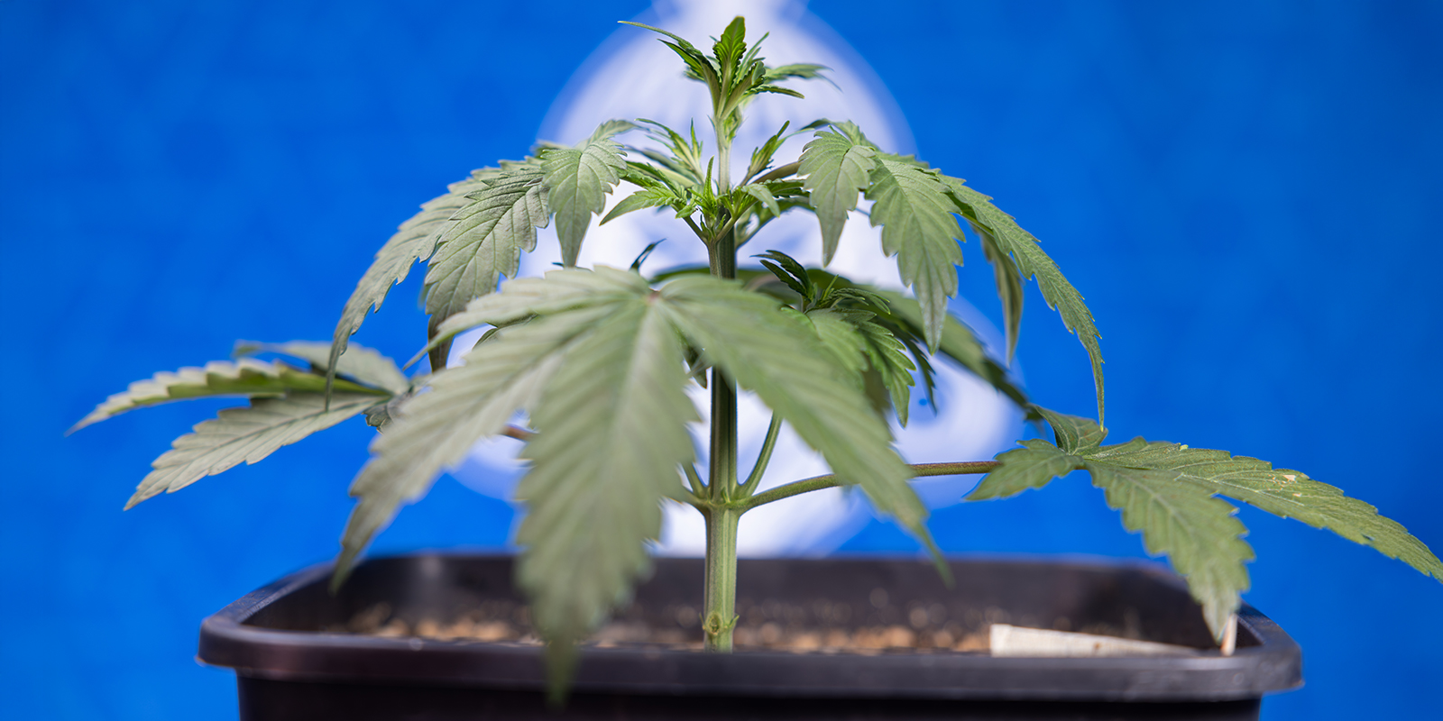 Come fare l’LST sulle autofiorenti (passo dopo passo)