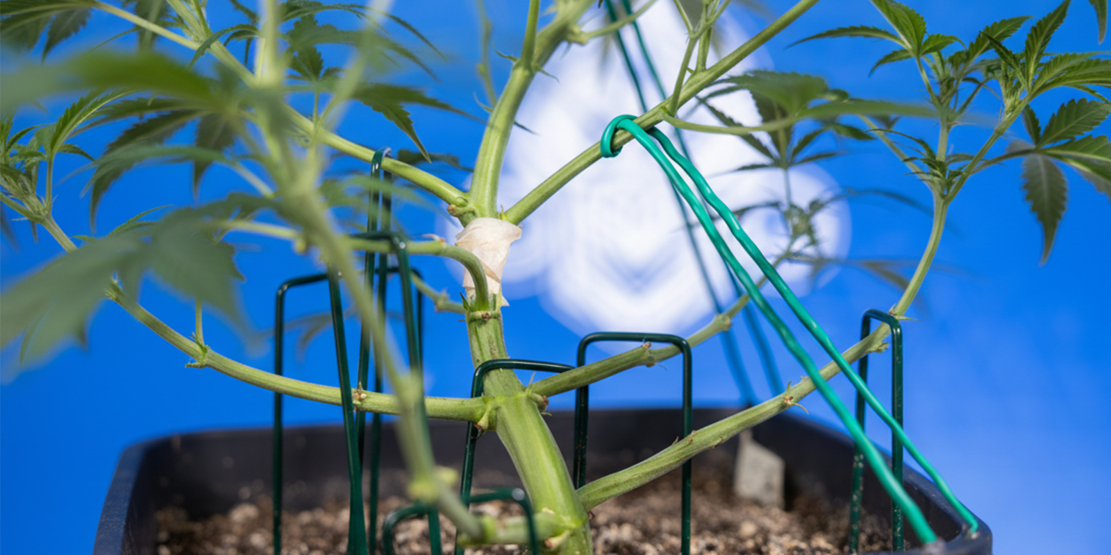 Come fare l’LST sulle autofiorenti (passo dopo passo)