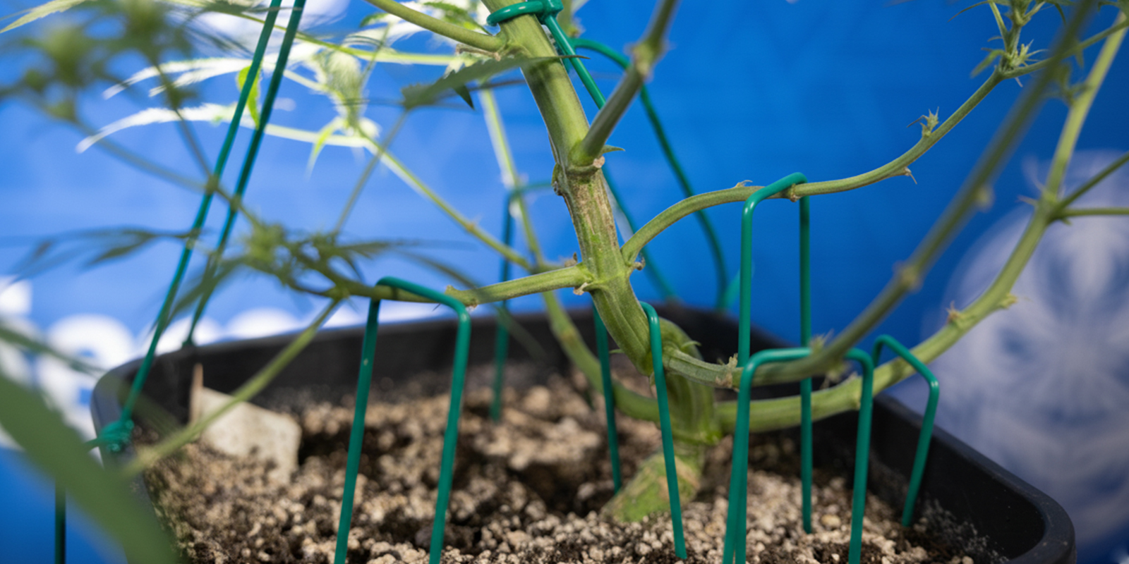Come fare l’LST sulle autofiorenti (passo dopo passo)