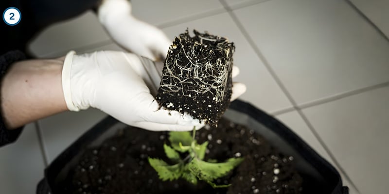 Il trasferimento vero e proprio