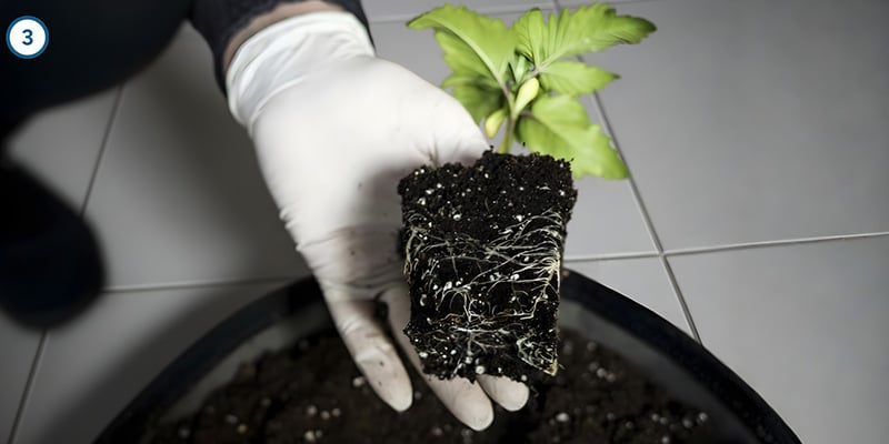 Il trasferimento vero e proprio