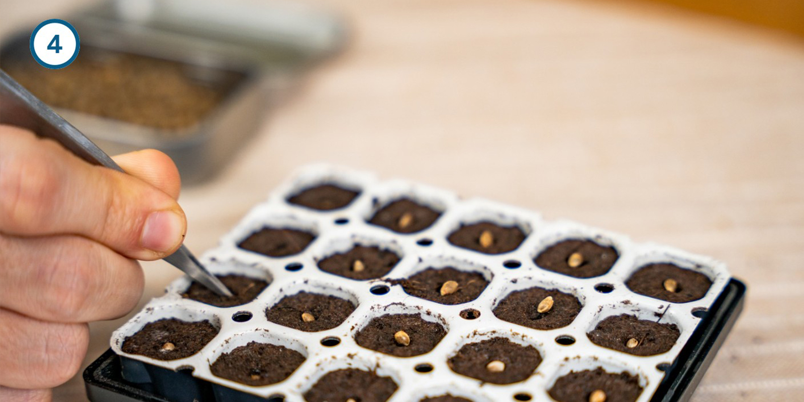 Metodo con kit di germinazione Metodo con kit di germinazione