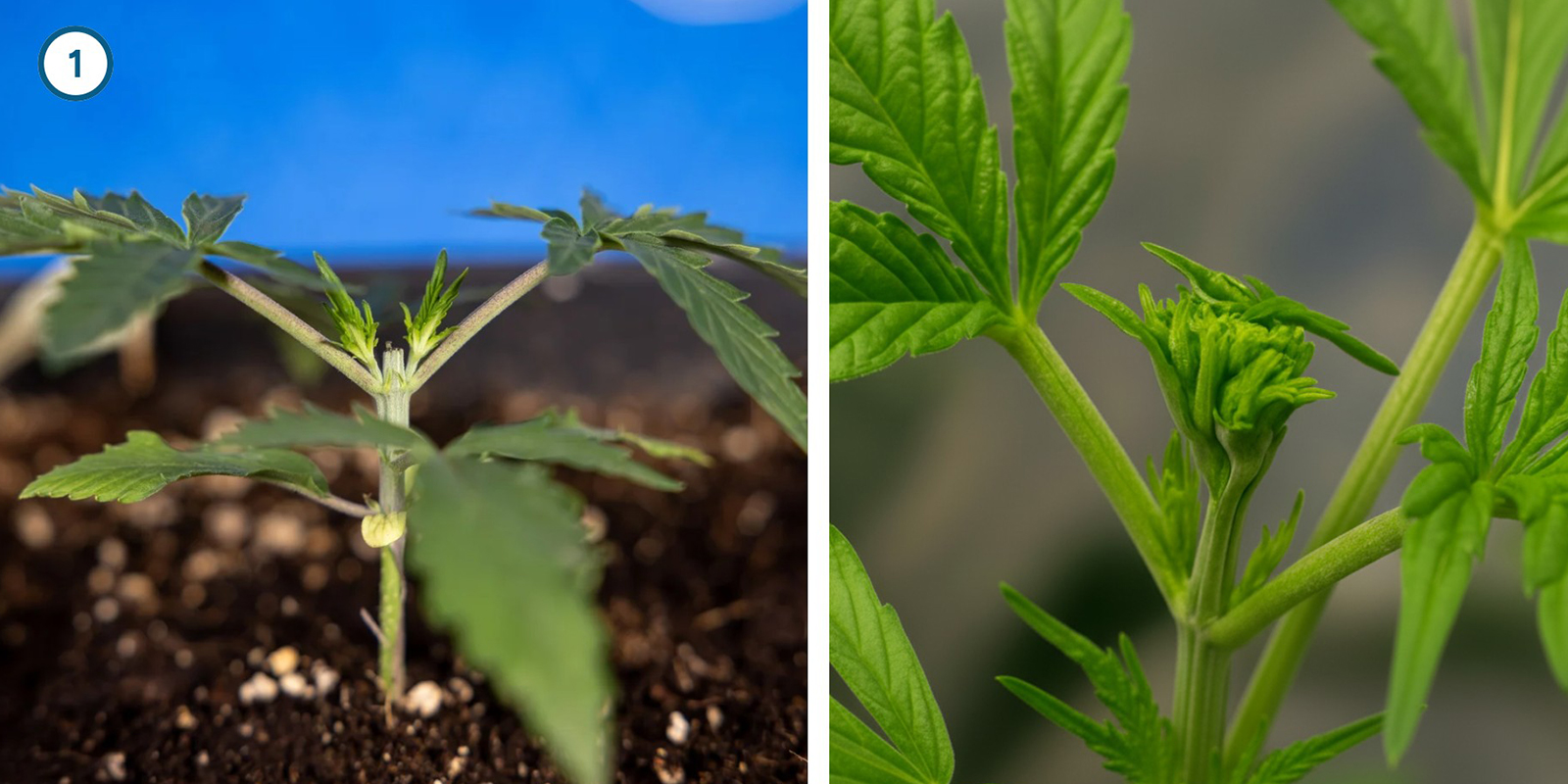 Tecniche di training iniziale della pianta Tecniche di training iniziale della pianta