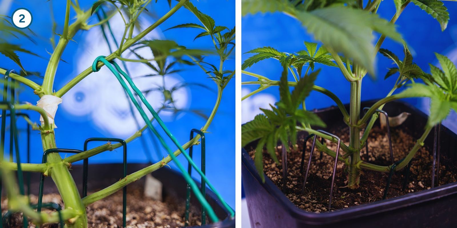 Tecniche di training iniziale della pianta